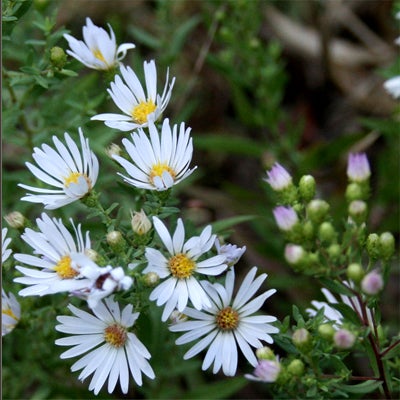 Symphyotrichum hallii (Hall's aster) seeds | Willamette Wildlings