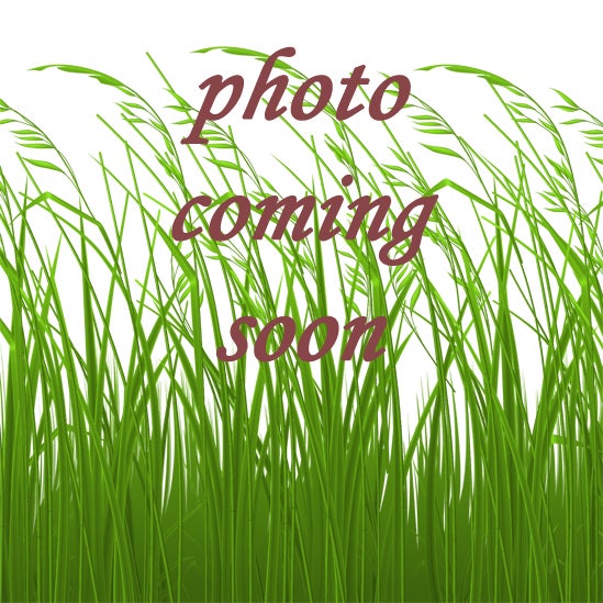 agrostis-exarata-spike-bentgrass-seeds-willamette-wildlings